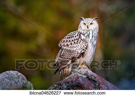 Stock Photo - Siberian Eagle Owl (Bubo bubo sibiricus), sits on stone, Bavaria, Germany, Europe. Fotosearch