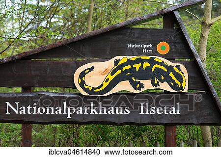 Signboard for the Ilsetal National Park House with Fire salamander, Ostharz, Saxony-Anhalt, Germany, Europe View Large Photo Image Stock Image - Signboard for the Ilsetal National Park House with Fire salamander, Ostharz, Saxony-Anhalt, Germany, Europe. Fotosearch