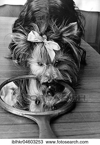 Small dog with bow looks in the mirror, England, Great Britain View Large Photo Image Stock Image - Small dog with bow looks in the mirror, England, Great Britain. Fotosearch