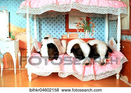 Stock Photo - Small dogs on bed, England, Great Britain. Fotosearch