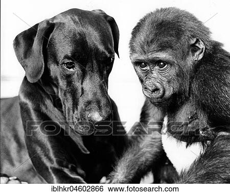 Small Gorilla with dog, England, Great Britain View Large Photo Image Stock Photograph - Small Gorilla with dog, England, Great Britain. Fotosearch