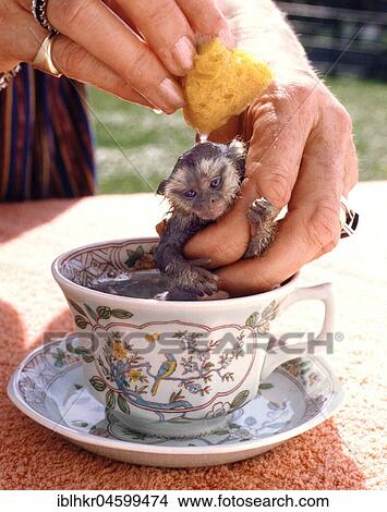 Picture - Small monkey is washed, England, Great Britain. Fotosearch