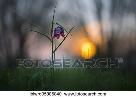 Snake's Head Fritillary ( Fritillaria meleagris) in a wet meadow at sunset, Berne, Lower Saxony, Germany, Europe View Large Photo Image Stock Image - Snake's Head Fritillary ( Fritillaria meleagris) in a wet meadow at sunset, Berne, Lower Saxony, Germany, Europe. Fotosearch
