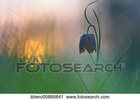 Snake's Head Fritillary ( Fritillaria meleagris) in a wet meadow at sunset, Berne, Lower Saxony, Germany, Europe View Large Photo Image Stock Image - Snake's Head Fritillary ( Fritillaria meleagris) in a wet meadow at sunset, Berne, Lower Saxony, Germany, Europe. Fotosearch