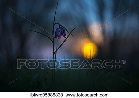 Snake's Head Fritillary ( Fritillaria meleagris) in a wet meadow at sunset, Berne, Lower Saxony, Germany, Europe View Large Photo Image Stock Photo - Snake's Head Fritillary ( Fritillaria meleagris) in a wet meadow at sunset, Berne, Lower Saxony, Germany, Europe. Fotosearch