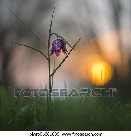 Snake's Head Fritillary ( Fritillaria meleagris) in a wet meadow at sunset, Berne, Lower Saxony, Germany, Europe View Large Photo Image Stock Photo - Snake's Head Fritillary ( Fritillaria meleagris) in a wet meadow at sunset, Berne, Lower Saxony, Germany, Europe. Fotosearch