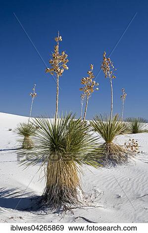 Soaptree Yucca (Yucca elata) plants growing in White Sands National Monument, Alamogordo, New Mexico, United States, North America View Large Photo Image Stock Photo - Soaptree Yucca (Yucca elata) plants growing in White Sands National Monument, Alamogordo, New Mexico, United States, North America. Fotosearch