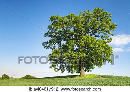 Stock Image - Solitary Oak, Grain Field, Spring, Mecklenburg Switzerland, Mecklenburg-Western Pomerania, Germany, Europe. Fotosearch