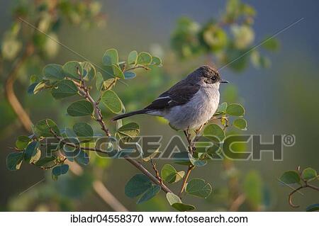 Stock Image - Southern Fiscal Shrike (Lanius collaris) sits on branch, South Africa, Africa. Fotosearch