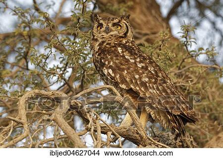 Spotted eagle-owl (Bubo africanus), adult perched on a tree branch, Kgalagadi Transfrontier Park, Northern Cape, South Africa, Africa View Large Photo Image Picture - Spotted eagle-owl (Bubo africanus), adult perched on a tree branch, Kgalagadi Transfrontier Park, Northern Cape, South Africa, Africa. Fotosearch