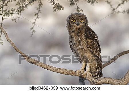 Spotted eagle-owl (Bubo africanus), young bird perched on a tree branch, Kgalagadi Transfrontier Park, Northern Cape, South Africa, Africa View Large Photo Image Stock Photo - Spotted eagle-owl (Bubo africanus), young bird perched on a tree branch, Kgalagadi Transfrontier Park, Northern Cape, South Africa, Africa. Fotosearch