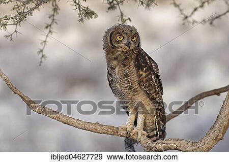 Spotted eagle-owl (Bubo africanus), young bird perched on a tree branch, Kgalagadi Transfrontier Park, Northern Cape, South Africa, Africa View Large Photo Image Stock Photo - Spotted eagle-owl (Bubo africanus), young bird perched on a tree branch, Kgalagadi Transfrontier Park, Northern Cape, South Africa, Africa. Fotosearch