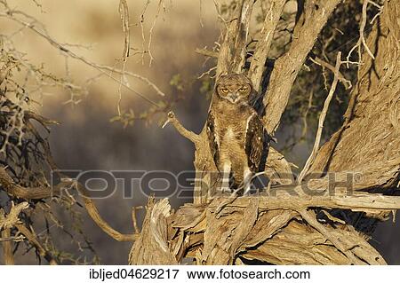 Spotted eagle-owl (Bubo africanus), young bird perched on a tree, Kgalagadi Transfrontier Park, Northern Cape, South Africa, Africa View Large Photo Image Stock Photo - Spotted eagle-owl (Bubo africanus), young bird perched on a tree, Kgalagadi Transfrontier Park, Northern Cape, South Africa, Africa. Fotosearch