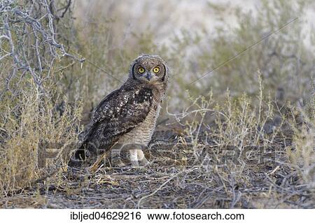 Spotted eagle-owl (Bubo africanus), young bird on the ground looking for prey, Kgalagadi Transfrontier Park, Northern Cape, South Africa, Africa View Large Photo Image Stock Photograph - Spotted eagle-owl (Bubo africanus), young bird on the ground looking for prey, Kgalagadi Transfrontier Park, Northern Cape, South Africa, Africa. Fotosearch