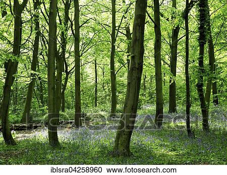 Spring forest with common bluebells (Hyacinthoides non-scripta), Epping Forest, London, United Kingdom, Europe View Large Photo Image Stock Image - Spring forest with common bluebells (Hyacinthoides non-scripta), Epping Forest, London, United Kingdom, Europe. Fotosearch