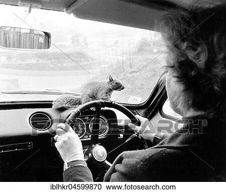 Squirrel sits on steering wheel, England, Great Britain View Large Photo Image Stock Image - Squirrel sits on steering wheel, England, Great Britain. Fotosearch