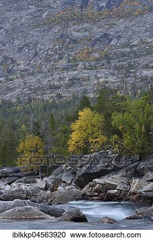 Steep mountain slope with autumnal coloured trees, above the river Saltelva, Saltdal, Norway, Europe View Large Photo Image Stock Image - Steep mountain slope with autumnal coloured trees, above the river Saltelva, Saltdal, Norway, Europe. Fotosearch