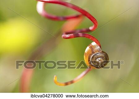 Stock Image - Stylommatophora (Stylommatophora) shell on vine (Vitis sp. ), Germany, Europe. Fotosearch