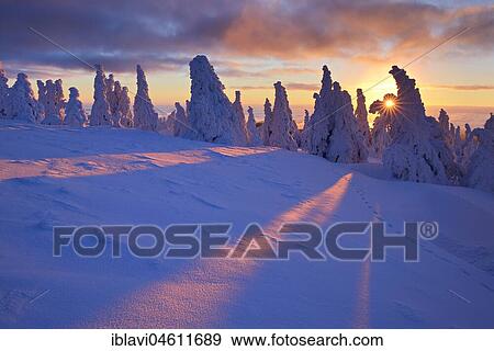 Stock Photo - Sunrise on the Brocken, winter, sun shines through deep snowy spruce trees, National Park Harz, Saxony-Anhalt, Germany, Europe. Fotosearch