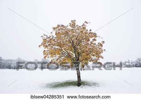 Sycamore, Sycamore Maple (Acer pseudoplatanus) with autumn leaves with first snow of the winter, Aberfeldy, Perth and Kinross, Scotland, United Kingdom, Europe View Large Photo Image Stock Image - Sycamore, Sycamore Maple (Acer pseudoplatanus) with autumn leaves with first snow of the winter, Aberfeldy, Perth and Kinross, Scotland, United Kingdom, Europe. Fotosearch