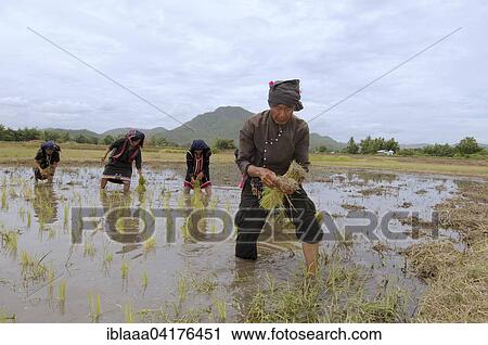 Tai Dam peasants planting rice seedlings, Loei province, Thailand, Asia View Large Photo Image Stock Image - Tai Dam peasants planting rice seedlings, Loei province, Thailand, Asia. Fotosearch