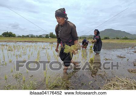 Tai Dam peasants planting rice seedlings, Loei province, Thailand, Asia View Large Photo Image Stock Image - Tai Dam peasants planting rice seedlings, Loei province, Thailand, Asia. Fotosearch