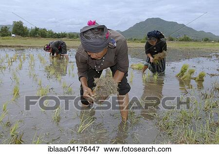 Tai Dam peasants planting rice seedlings, Loei province, Thailand, Asia View Large Photo Image Stock Photo - Tai Dam peasants planting rice seedlings, Loei province, Thailand, Asia. Fotosearch