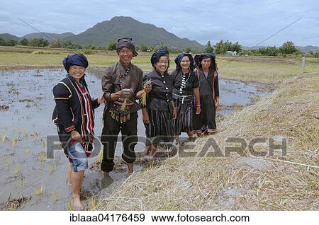 Tai Dam peasants planting rice seedlings, Loei province, Thailand, Asia View Large Photo Image Stock Photo - Tai Dam peasants planting rice seedlings, Loei province, Thailand, Asia. Fotosearch