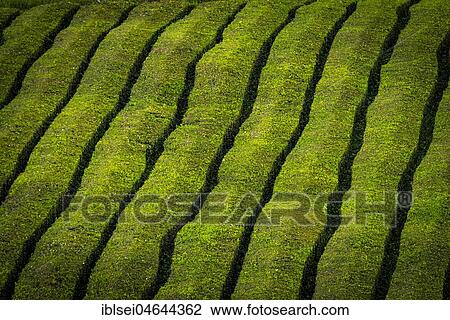 Tea bushes in a row, tea plantation Chá Gorreana, near São Brás de Alportel, Sao Miguel, Azores, Portugal, Europe View Large Photo Image Stock Image - Tea bushes in a row, tea plantation Chá Gorreana, near São Brás de Alportel, Sao Miguel, Azores, Portugal, Europe. Fotosearch