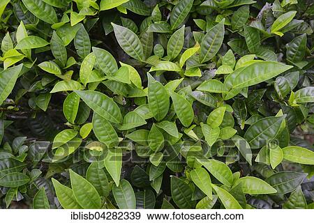 Stock Photo - Tea plants (Camellia sinensis), Mahe Island, Seychelles, Africa. Fotosearch