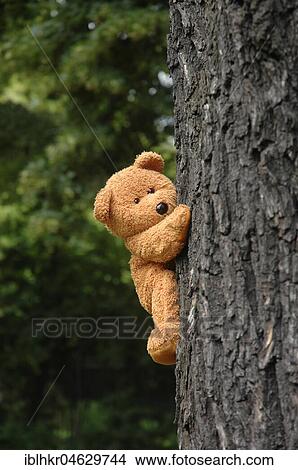 Picture - Teddy Bear climbs on a tree, Germany, Europe. Fotosearch