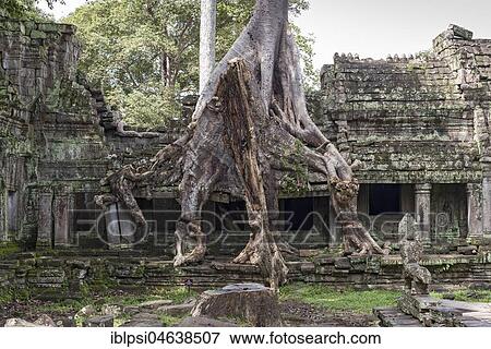 Temple ruins overgrown with trees, Preah Khan, Angkor, Cambodia, Asia View Large Photo Image Stock Photo - Temple ruins overgrown with trees, Preah Khan, Angkor, Cambodia, Asia. Fotosearch
