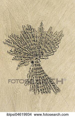 Texture created by crab balls in the sand, Ngapali Beach, Myanmar, Burma, Asia View Large Photo Image Picture - Texture created by crab balls in the sand, Ngapali Beach, Myanmar, Burma, Asia. Fotosearch