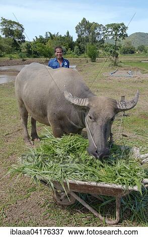 Stock Photo - Thai farmer feeding grass to a Water BuffaloÂ orÂ domestic Asian Water BuffaloÂ (Bubalus bubalis, syn. Bubalus arnee), Loei province, Thailand, Asia. Fotosearch
