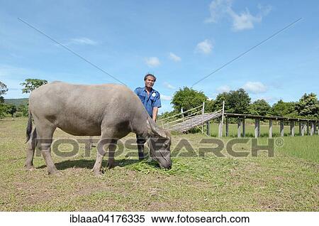 Stock Photography - Thai farmer feeding grass to a Water BuffaloÂ orÂ domestic Asian Water BuffaloÂ (Bubalus bubalis, syn. Bubalus arnee), Loei province, Thailand, Asia. Fotosearch