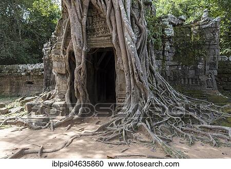 Third eastern gopura with strangler fig at Ta Som Temple, Angkor, Cambodia, Asia View Large Photo Image Stock Image - Third eastern gopura with strangler fig at Ta Som Temple, Angkor, Cambodia, Asia. Fotosearch