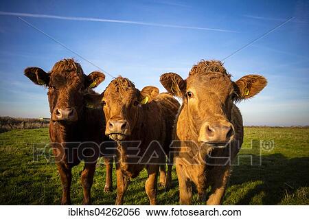 Three cows in a meadow, Schleswig-Holstein, Germany, Europe View Large Photo Image Stock Photograph - Three cows in a meadow, Schleswig-Holstein, Germany, Europe. Fotosearch