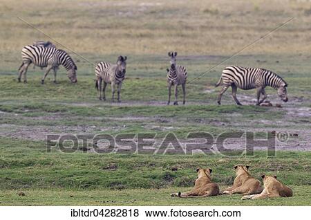 Three lions (Panthera leo) and a group of Burchell's Zebra (Equus quagga burchelli), Chobe National Park, Botswana, Africa View Large Photo Image Stock Photo - Three lions (Panthera leo) and a group of Burchell's Zebra (Equus quagga burchelli), Chobe National Park, Botswana, Africa. Fotosearch