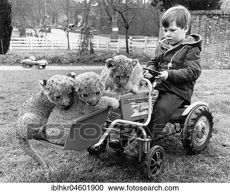 Stock Image - Three little lions in the toy gate, England, Great Britain. Fotosearch