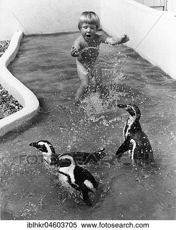 Three little penguins playing with child in the water, England, Great Britain View Large Photo Image Stock Photography - Three little penguins playing with child in the water, England, Great Britain. Fotosearch