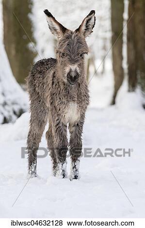 Thuringian forest donkey in the snow, Volcanic Eifel, Rhineland-Palatinate, Germany, Europe View Large Photo Image Stock Photo - Thuringian forest donkey in the snow, Volcanic Eifel, Rhineland-Palatinate, Germany, Europe. Fotosearch