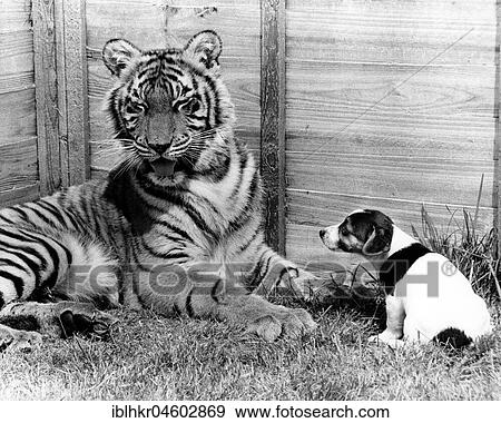Stock Photo - Tiger and small dog, England, Great Britain. Fotosearch