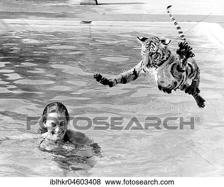 Tiger jumps into the swimming pool, England, Great Britain View Large Photo Image Stock Photo - Tiger jumps into the swimming pool, England, Great Britain. Fotosearch