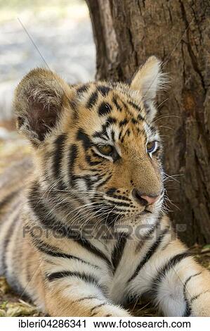 Tiger (Panthera tigris) lying, portrait, age 3 months, captive View Large Photo Image Stock Image - Tiger (Panthera tigris) lying, portrait, age 3 months, captive. Fotosearch