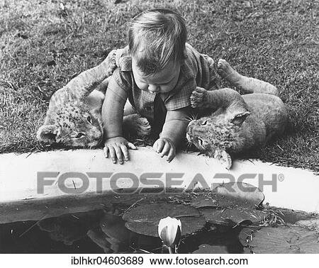 Stock Photo - Toddler plays with baby lions in the garden, England, Great Britain. Fotosearch