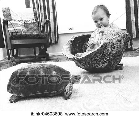 Toddler with turtle, England, Great Britain View Large Photo Image Stock Photo - Toddler with turtle, England, Great Britain. Fotosearch