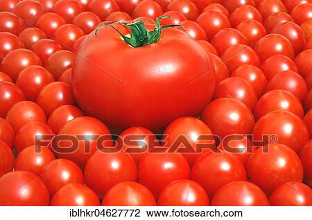 Tomatoes, big and small, difference, contrast, Germany, Europe View Large Photo Image Stock Image - Tomatoes, big and small, difference, contrast, Germany, Europe. Fotosearch