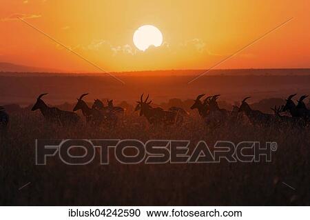 Topis (Damaliscus lunatus jimela), herd at sunrise, Masai Mara, Narok County, Kenya, Africa View Large Photo Image Stock Image - Topis (Damaliscus lunatus jimela), herd at sunrise, Masai Mara, Narok County, Kenya, Africa. Fotosearch