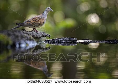Turtle dove (Streptopelia turtur), drinking, bathing, Kiskunság National Park, Hungary, Europe View Large Photo Image Stock Photo - Turtle dove (Streptopelia turtur), drinking, bathing, Kiskunság National Park, Hungary, Europe. Fotosearch