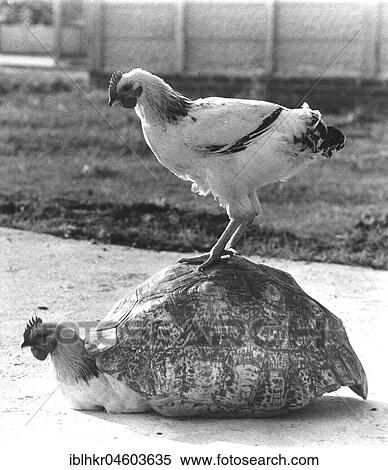 Two chickens play with a tortoise shell, England, Great Britain View Large Photo Image Stock Photography - Two chickens play with a tortoise shell, England, Great Britain. Fotosearch